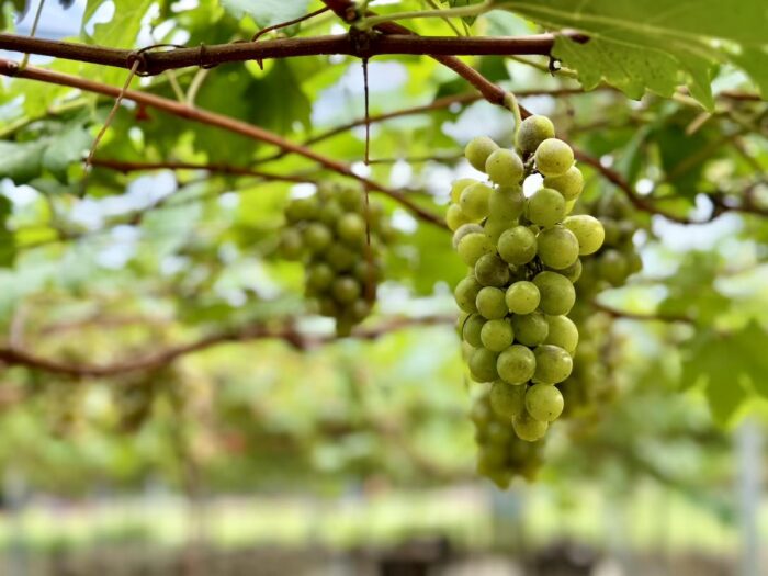 Grape Picking in Davao del Sur