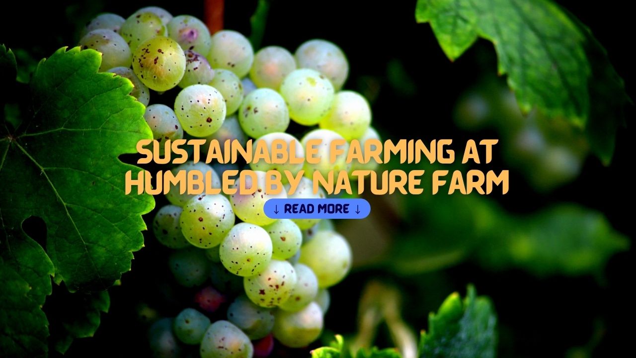 Expertise Sustainable Farming at Humbled By Nature Farm