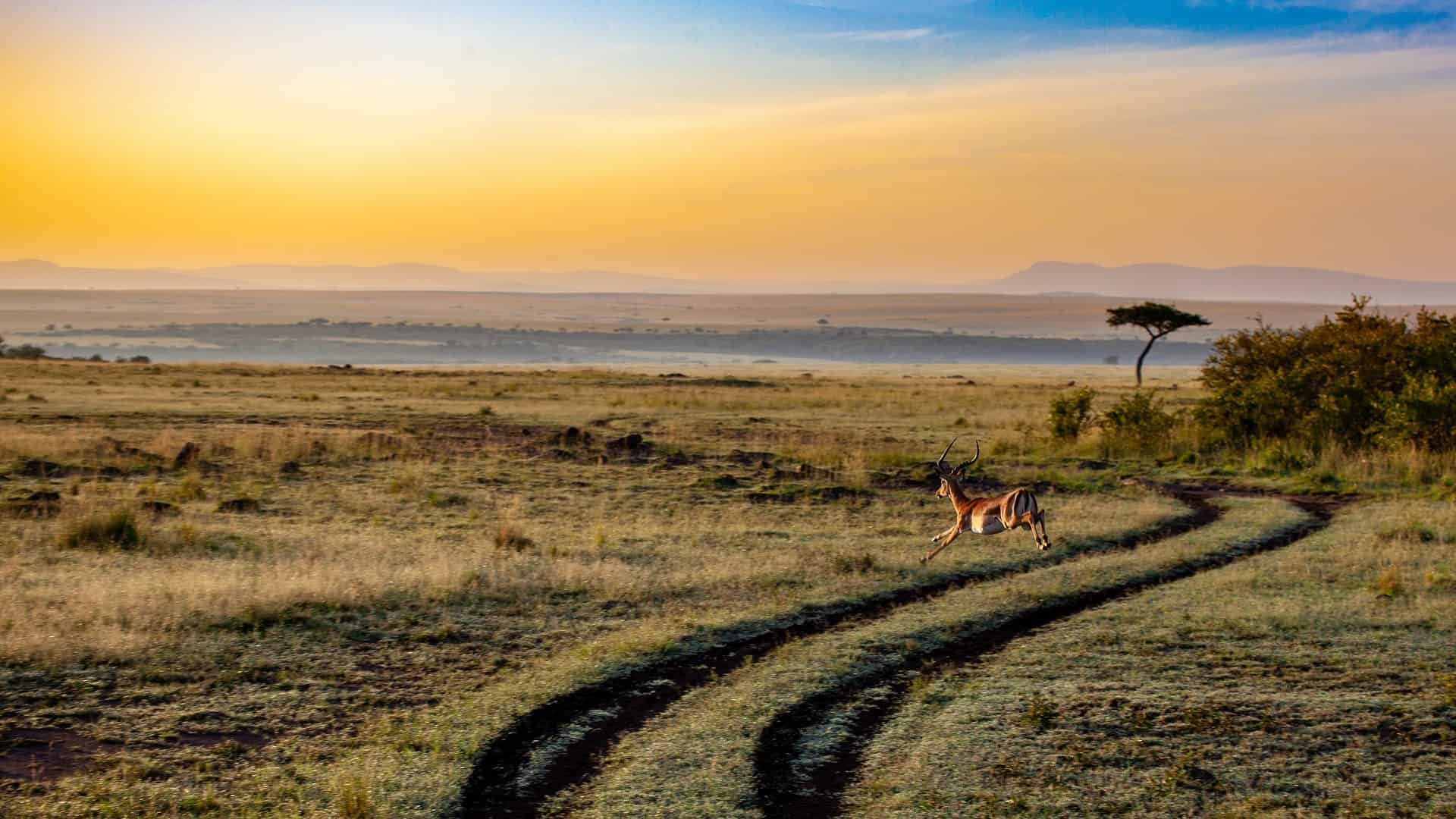 Antelope at sunset in Kenya.