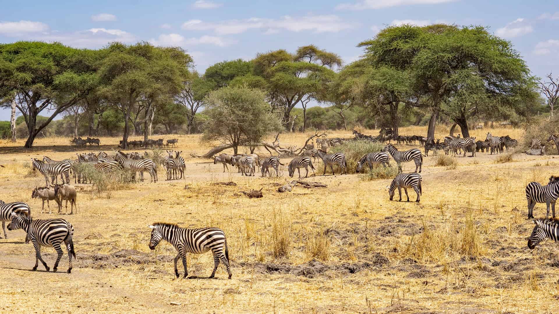 Zebras grassing in Tanzania.