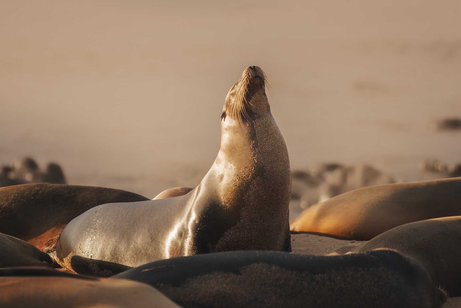 What to Anticipate on a Galapagos Cruise with HX Hurtigruten Expeditions
