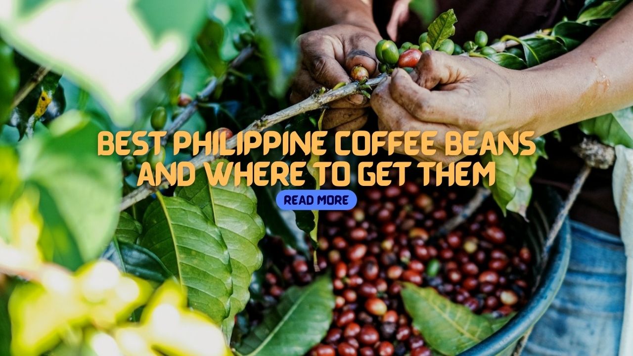 Greatest Philippine Espresso Beans and The place to Get Them