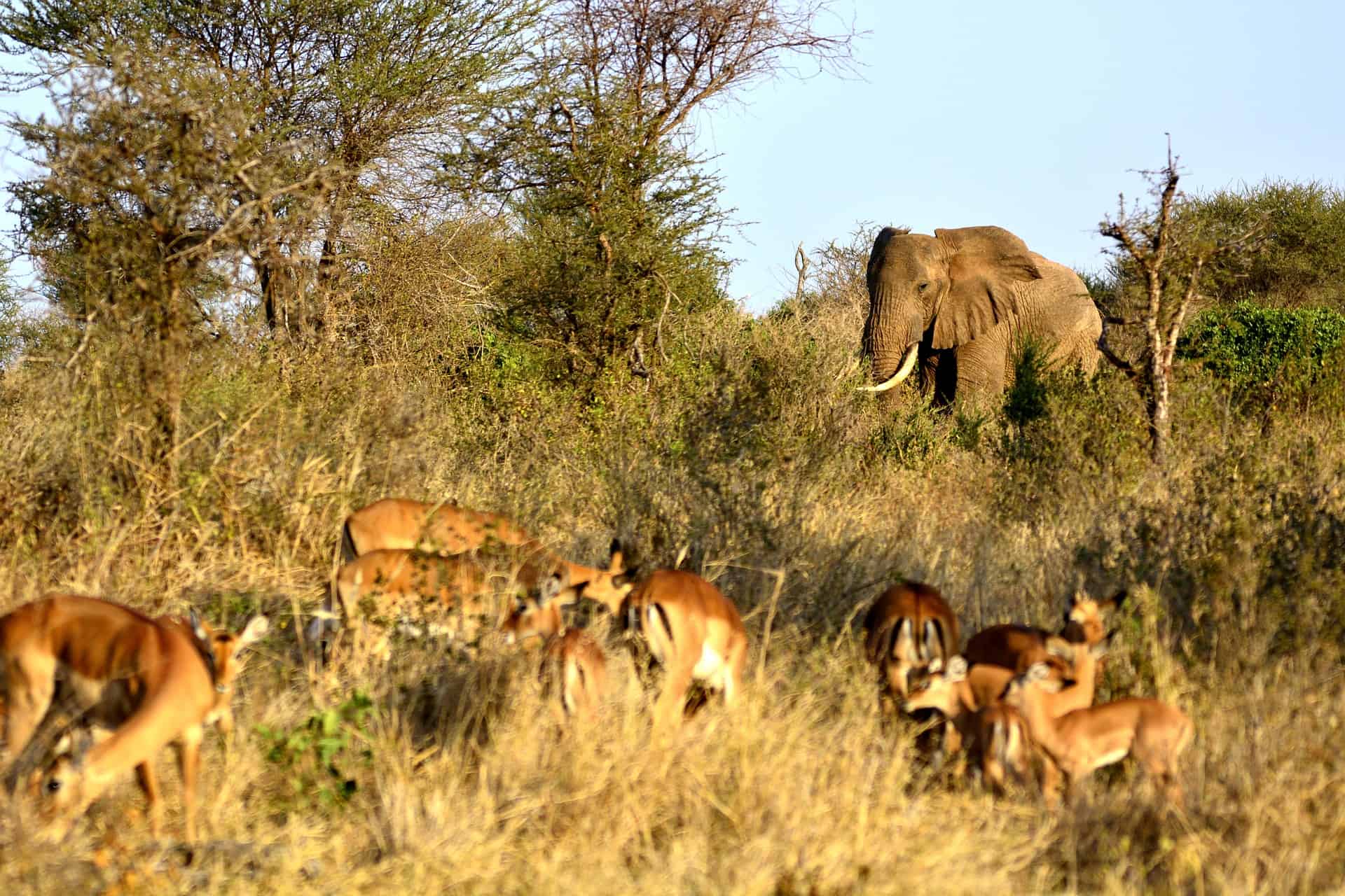 An elephant and Impalas in the grassland at dusk.