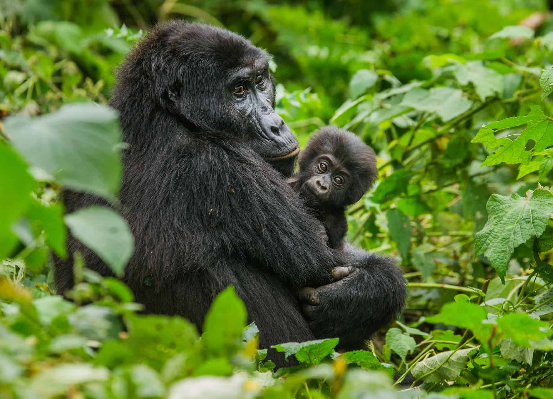 A female mountain gorilla with baby in Uganda